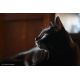 Nikon NIKKOR Z 28-75mm f/2.8 lens